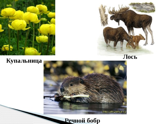 Лось Купальница Речной бобр 