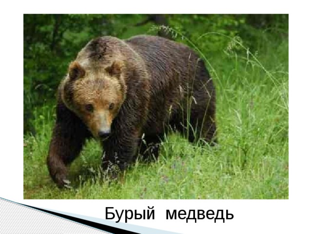 Бурый медведь 