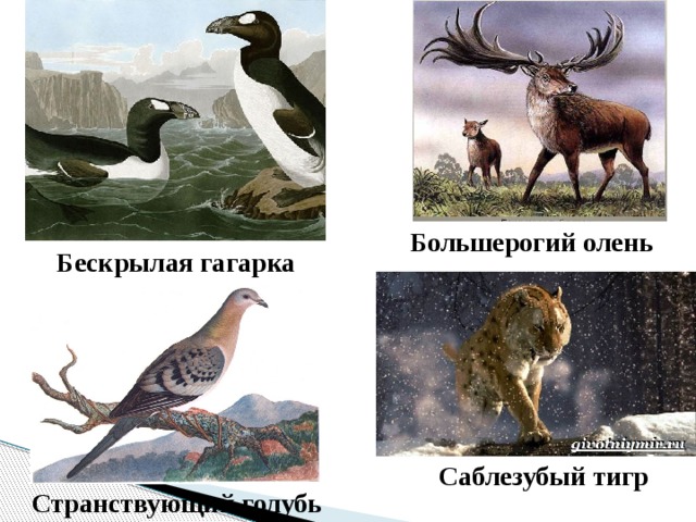Большерогий олень Бескрылая гагарка Саблезубый тигр Странствующий голубь 
