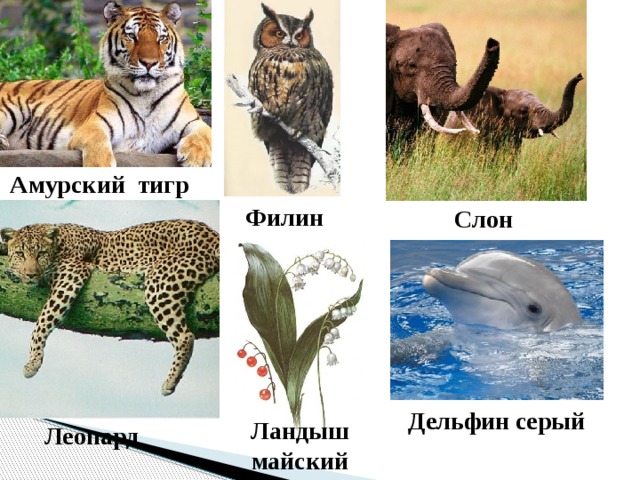 Амурский тигр Филин Слон Дельфин серый Ландыш майский  Леопард 