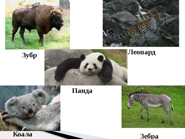 Леопард Зубр Панда Коала Зебра Грэви 