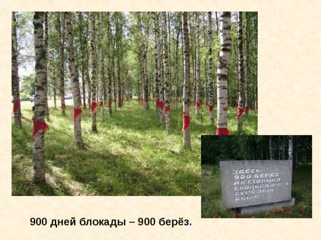 900 дней блокады – 900 берёз . 900 дней блокады – 900 берёз. 