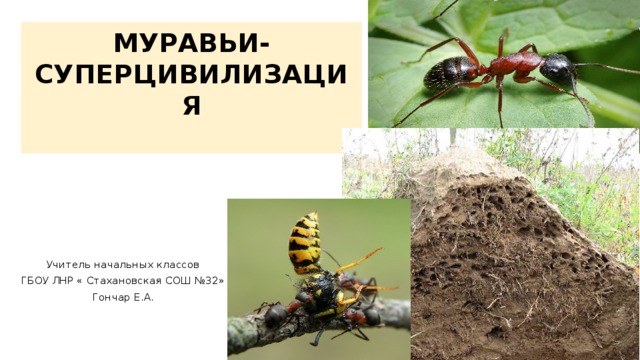 МУРАВЬИ-СУПЕРЦИВИЛИЗАЦИЯ   Учитель начальных классов ГБОУ ЛНР « Стахановская СОШ №32» Гончар Е.А. 