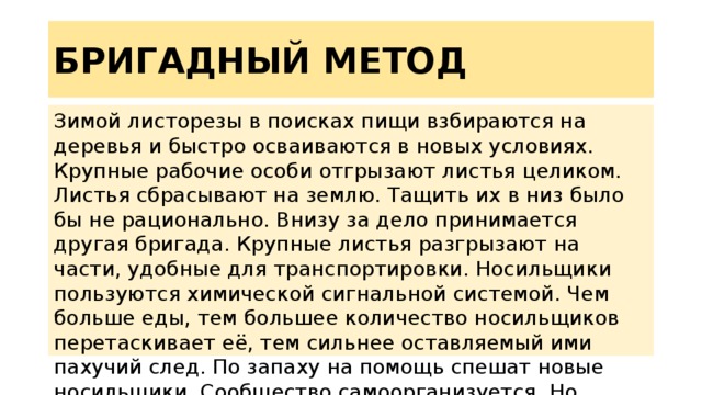 БРИГАДНЫЙ МЕТОД Зимой листорезы в поисках пищи взбираются на деревья и быстро осваиваются в новых условиях. Крупные рабочие особи отгрызают листья целиком. Листья сбрасывают на землю. Тащить их в низ было бы не рационально. Внизу за дело принимается другая бригада. Крупные листья разгрызают на части, удобные для транспортировки. Носильщики пользуются химической сигнальной системой. Чем больше еды, тем большее количество носильщиков перетаскивает её, тем сильнее оставляемый ими пахучий след. По запаху на помощь спешат новые носильщики. Сообщество самоорганизуется. Но пахучие вещества не единственный способ передачи информации. 
