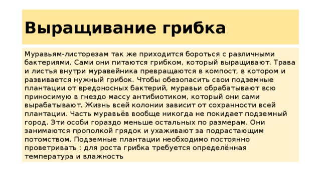 Выращивание грибка Муравьям-листорезам так же приходится бороться с различными бактериями. Сами они питаются грибком, который выращивают. Трава и листья внутри муравейника превращаются в компост, в котором и развивается нужный грибок. Чтобы обезопасить свои подземные плантации от вредоносных бактерий, муравьи обрабатывают всю приносимую в гнездо массу антибиотиком, который они сами вырабатывают. Жизнь всей колонии зависит от сохранности всей плантации. Часть муравьёв вообще никогда не покидает подземный город. Эти особи гораздо меньше остальных по размерам. Они занимаются прополкой грядок и ухаживают за подрастающим потомством. Подземные плантации необходимо постоянно проветривать : для роста грибка требуется определённая температура и влажность 