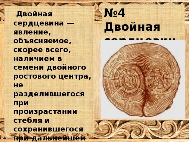 № 4 Двойная сердцевина  Двойная сердцевина — явление, объясняемое, скорее всего, наличием в семени двойного ростового центра, не разделившегося при произрастании стебля и сохранившегося при дальнейшем развитии. Очень часто такие деревья раздваиваются в комлевой части, очень близко к земле. 