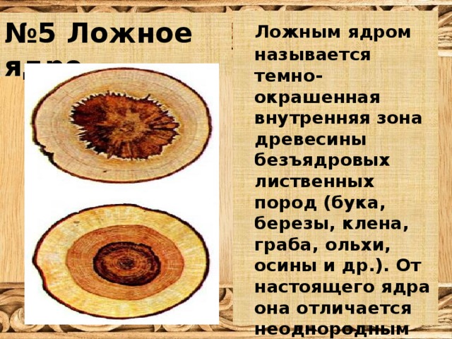  Ложным ядром называется темно- окрашенная внутренняя зона древесины безъядровых лиственных пород (бука, березы, клена, граба, ольхи, осины и др.). От настоящего ядра она отличается неоднородным строением и менее правильной формой. № 5 Ложное ядро 