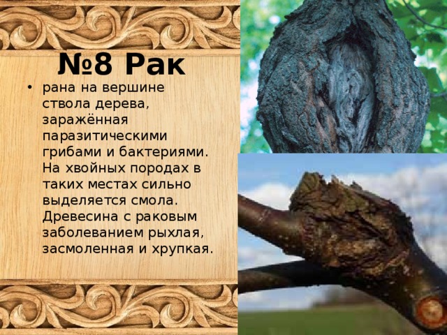 № 8 Рак рана на вершине ствола дерева, заражённая паразитическими грибами и бактериями. На хвойных породах в таких местах сильно выделяется смола. Древесина с раковым заболеванием рыхлая, засмоленная и хрупкая. 