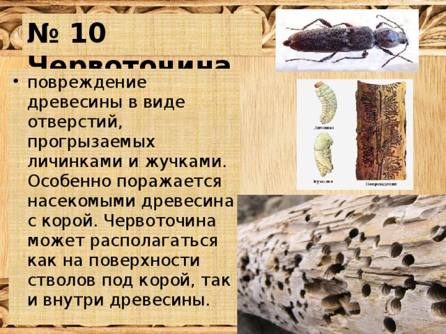 № 10 Червоточина повреждение древесины в виде отверстий, прогрызаемых личинками и жучками. Особенно поражается насекомыми древесина с корой. Червоточина может располагаться как на поверхности стволов под корой, так и внутри древесины. 