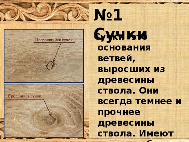  № 1 Сучки   Сучки -это основания ветвей, выросших из древесины ствола. Они всегда темнее и прочнее древесины ствола. Имеют вокруг себя кривые волокна, отмершие сучки могут выпадать из древесины. 