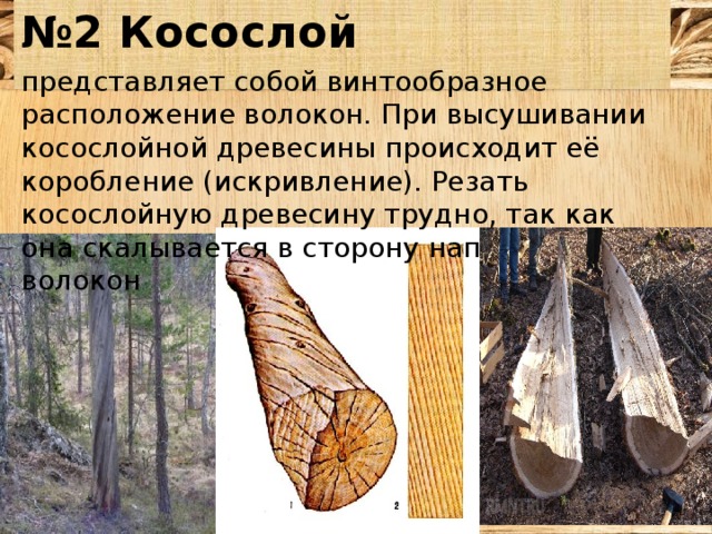 № 2 Косослой представляет собой винтообразное расположение волокон. При высушивании косослойной древесины происходит её коробление (искривление). Резать косослойную древесину трудно, так как она скалывается в сторону направления волокон 