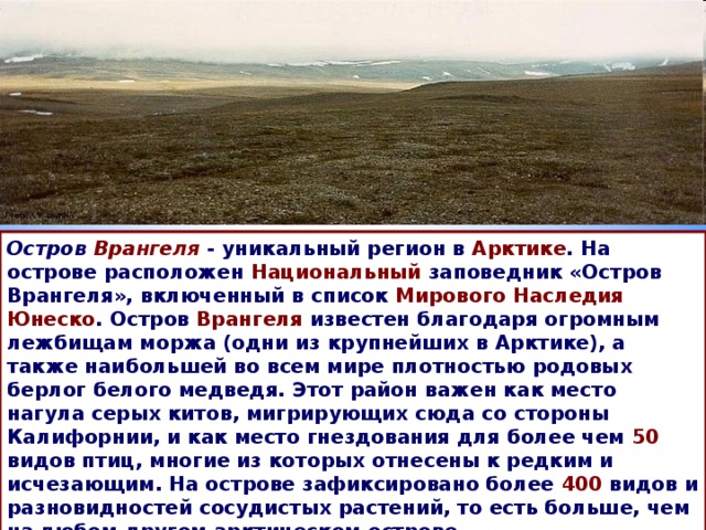 Остров Врангеля  - уникальный регион в Арктике . На острове расположен Национальный заповедник «Остров Врангеля», включенный в список Мирового Наследия Юнеско . Остров Врангеля известен благодаря огромным лежбищам моржа (одни из крупнейших в Арктике), а также наибольшей во всем мире плотностью родовых берлог белого медведя. Этот район важен как место нагула серых китов, мигрирующих сюда со стороны Калифорнии, и как место гнездования для более чем 50 видов птиц, многие из которых отнесены к редким и исчезающим. На острове зафиксировано более 400 видов и разновидностей сосудистых растений, то есть больше, чем на любом другом арктическом острове.