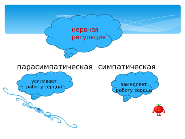 нервная регуляция парасимпатическая симпатическая усиливает работу сердца замедляет работу сердца 