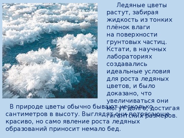  Ледяные цветы растут, забирая жидкость из тонких плёнок влаги на поверхности грунтовых частиц. Кстати, в научных лабораториях создавались идеальные условия для роста ледяных цветов, и было доказано, что увеличиваться они могут долго, достигая гигантских размеров.  В природе цветы обычно бывают несколько сантиметров в высоту. Выглядят они потрясающе красиво, но само явление роста ледяных образований приносит немало бед. 