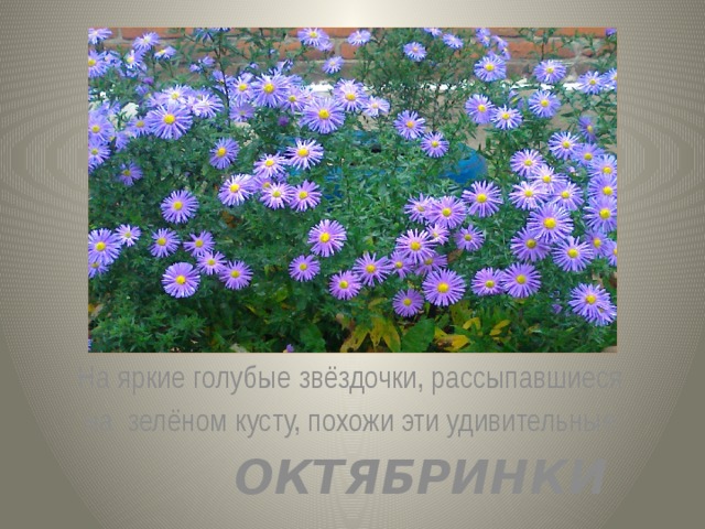  На яркие голубые звёздочки, рассыпавшиеся  на зелёном кусту, похожи эти удивительные  ОКТЯБРИНКИ 