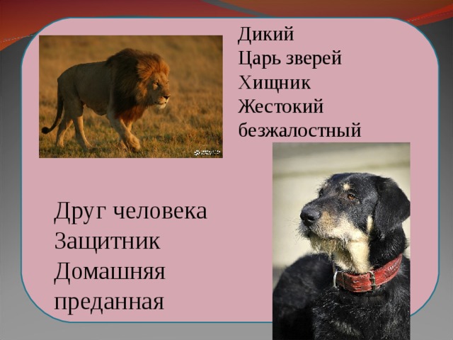 Дикий Царь зверей Хищник Жестокий безжалостный Друг человека Защитник Домашняя преданная  