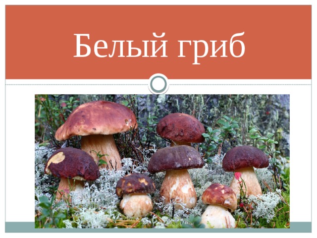 Белый гриб 