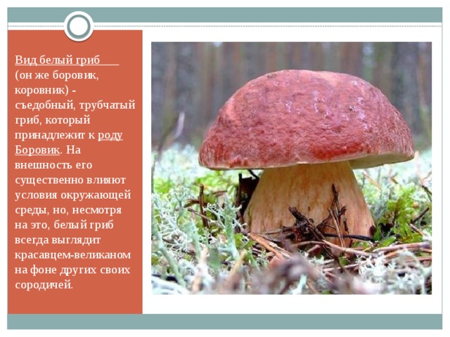 Вид белый гриб (он же боровик, коровник) - съедобный, трубчатый гриб, который принадлежит к  роду Боровик . На внешность его существенно влияют условия окружающей среды, но, несмотря на это, белый гриб всегда выглядит красавцем-великаном на фоне других своих сородичей. 