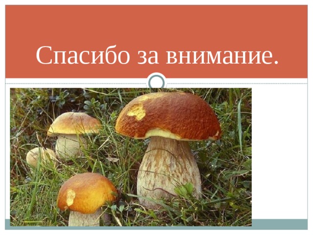 Спасибо за внимание. 