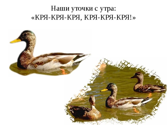 Наши уточки с утра:  «КРЯ-КРЯ-КРЯ, КРЯ-КРЯ-КРЯ!» 