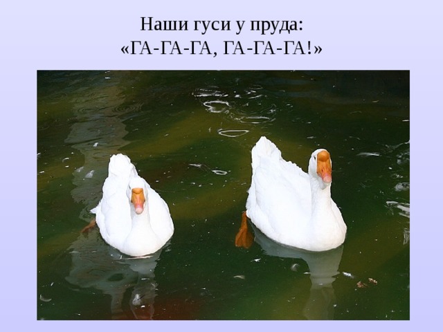 Наши гуси у пруда:  «ГА-ГА-ГА, ГА-ГА-ГА!» 