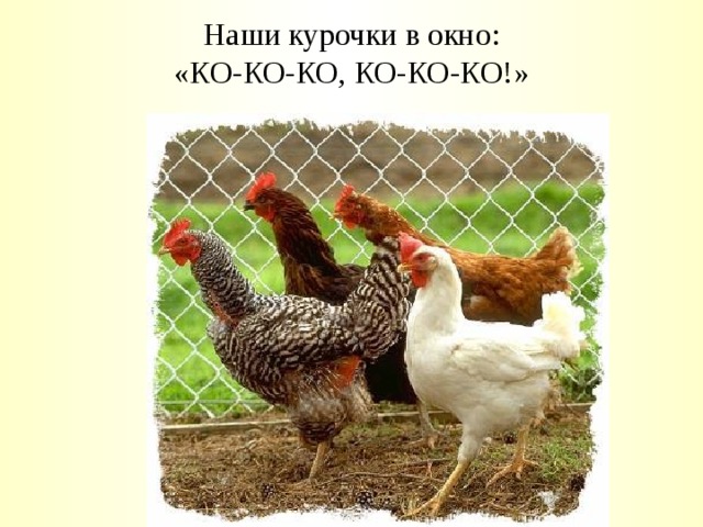 Наши курочки в окно:  «КО-КО-КО, КО-КО-КО!» 