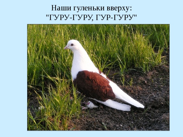 Наши гуленьки вверху:  