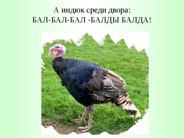 А индюк среди двора:  БАЛ-БАЛ-БАЛ -БАЛДЫ БАЛДА! 
