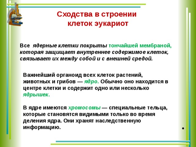 Сходства в строении  клеток эукариот Все ядерные клетки покрыты тончайшей мембраной, которая защищает внутреннее содержимое клеток, связывает их между собой и с внешней средой. Важнейший органоид всех клеток растений, животных и грибов — ядро . Обычно оно находится в центре клетки и содержит одно или несколько ядрышек .  В ядре имеются хромосомы — специальные тельца, которые становятся видимыми только во время деления ядра. Они хранят наследственную информацию. .  