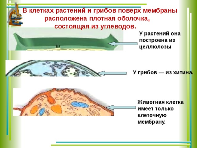  В клетках растений и грибов поверх мембраны расположена плотная оболочка, состоящая из углеводов. У растений она построена из целлюлозы У грибов — из хитина. Животная клетка имеет только клеточную мембрану.  