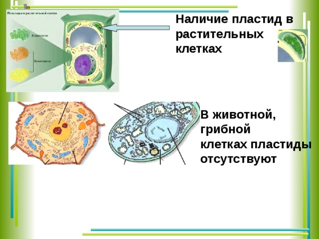 Наличие пластид в растительных клетках В животной, грибной клетках пластиды отсутствуют  