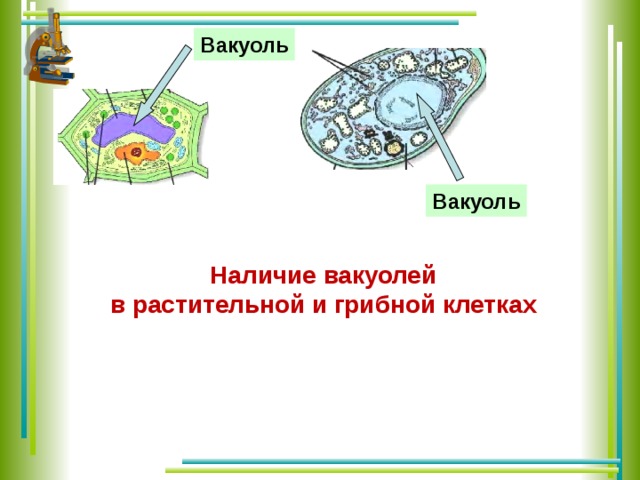 Вакуоль Вакуоль Наличие вакуолей в растительной и грибной клетках  