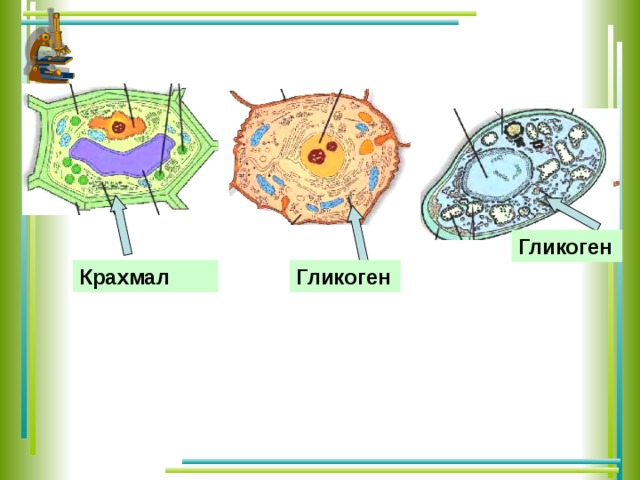 Гликоген Крахмал Гликоген  
