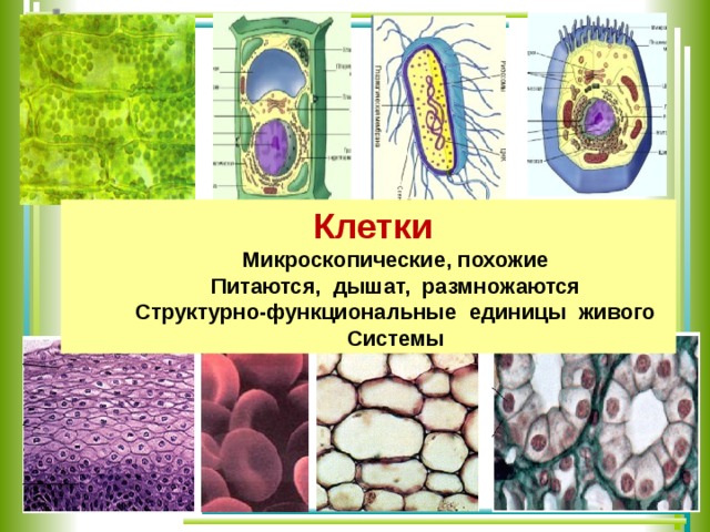  Клетки  Микроскопические, похожие  Питаются, дышат, размножаются  Структурно-функциональные единицы живого  Системы  