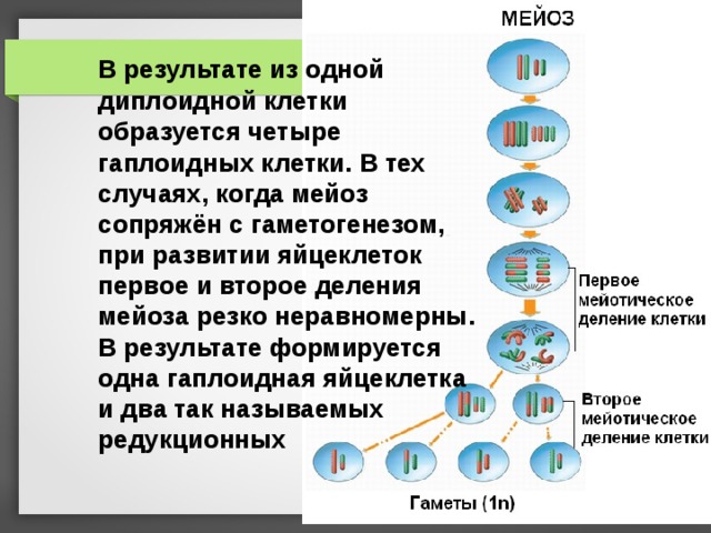  В результате из одной диплоидной клетки образуется четыре гаплоидных клетки. В тех случаях, когда мейоз сопряжён с гаметогенезом, при развитии яйцеклеток первое и второе деления мейоза резко неравномерны. В результате формируется одна гаплоидная яйцеклетка и два так называемых редукционных 