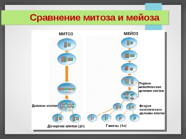 Сравнение митоза и мейоза 