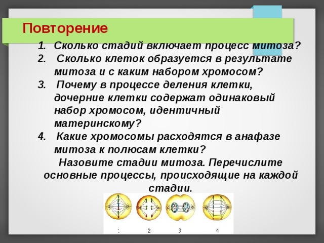 Повторение Сколько стадий включает процесс митоза?  Сколько клеток образуется в результате митоза и с каким набором хромосом?  Почему в процессе деления клетки, дочерние клетки содержат одинаковый набор хромосом, идентичный материнскому?  Какие хромосомы расходятся в анафазе митоза к полюсам клетки? Назовите стадии митоза. Перечислите основные процессы, происходящие на каждой стадии. 