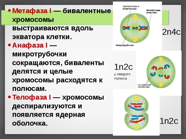 Метафаза I — бивалентные хромосомы выстраиваются вдоль экватора клетки. Анафаза I — микротрубочки сокращаются, биваленты делятся и целые хромосомы расходятся к полюсам. Телофаза I — хромосомы деспирализуются и появляется ядерная оболочка. 2n4c 1n2c у каждого полюса 1n2c 