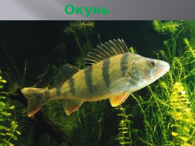 Окунь 