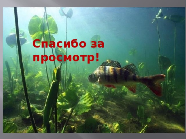  Спасибо за просмотр!  