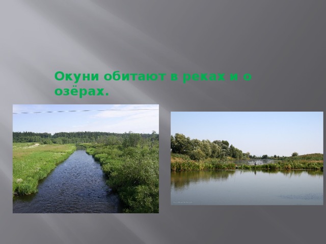 Окуни обитают в реках и о озёрах. 