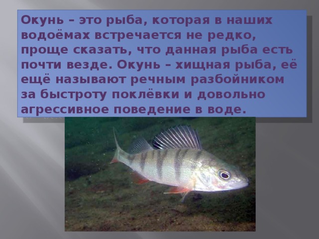Окунь – это рыба, которая в наших водоёмах встречается не редко, проще сказать, что данная рыба есть почти везде. Окунь – хищная рыба, её ещё называют речным разбойником за быстроту поклёвки и довольно агрессивное поведение в воде. 