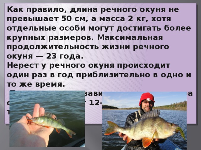 Как правило, длина речного окуня не превышает 50 см, а масса 2 кг, хотя отдельные особи могут достигать более крупных размеров. Максимальная продолжительность жизни речного окуня — 23 года. Нерест у речного окуня происходит один раз в год приблизительно в одно и то же время.   Плодовитость в зависимости от размера самок составляет 12—300 тысяч икринок.  