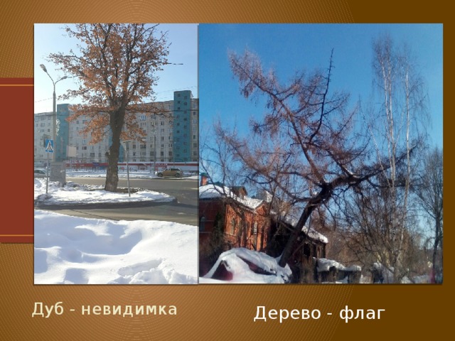 Дуб - невидимка Дерево - флаг 
