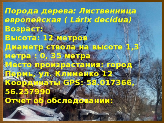 Порода дерева: Лиственница европейская ( Lárix decídua)  Возраст:  Высота: 12 метров  Диаметр ствола на высоте 1,3 метра : 0, 35 метра  Место произрастания: город Пермь, ул. Клименко 12  Координаты GPS: 58.017366, 56.257990  Отчет об обследовании:   
