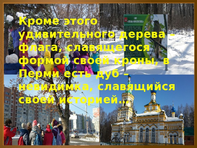 Кроме этого удивительного дерева – флага, славящегося формой своей кроны, в Перми есть дуб – невидимка, славящийся своей историей… 