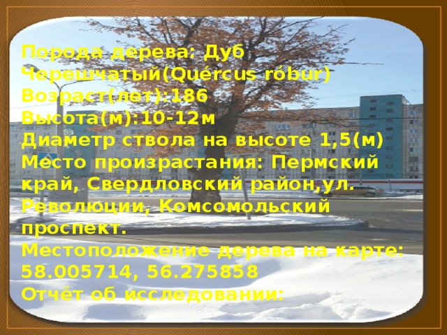 Порода дерева: Дуб Черешчатый(Quércus róbur)  Возраст(лет):186  Высота(м):10-12м  Диаметр ствола на высоте 1,5(м)  Место произрастания: Пермский край, Свердловский район,ул. Революции, Комсомольский проспект.  Местоположение дерева на карте: 58.005714, 56.275858  Отчёт об исследовании:   