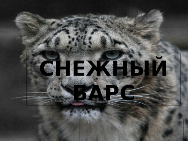СНЕЖНЫЙ БАРС 