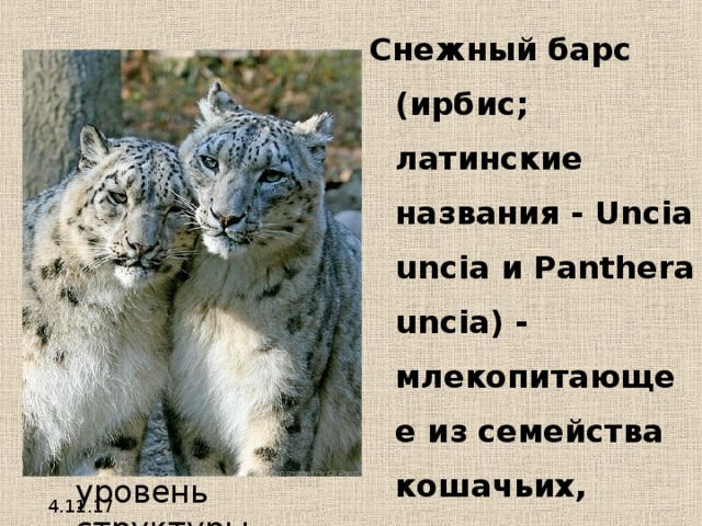 Снежный барс (ирбис; латинские названия - Uncia uncia и Panthera uncia) - млекопитающее из семейства кошачьих, обитающее в горных массивах Центральной Азии. Среди крупных кошачьих ирбис - единственный постоянный обитатель высокогорий. 