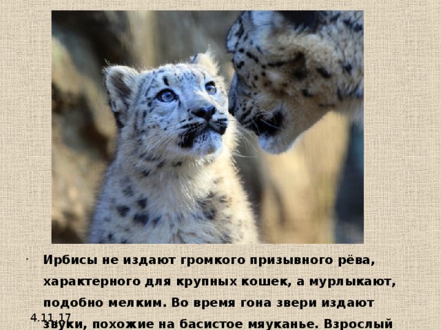 Ирбисы не издают громкого призывного рёва, характерного для крупных кошек, а мурлыкают, подобно мелким. Во время гона звери издают звуки, похожие на басистое мяуканье. Взрослый ирбис, как и большинство других кошачьих, имеет 30 зубов 